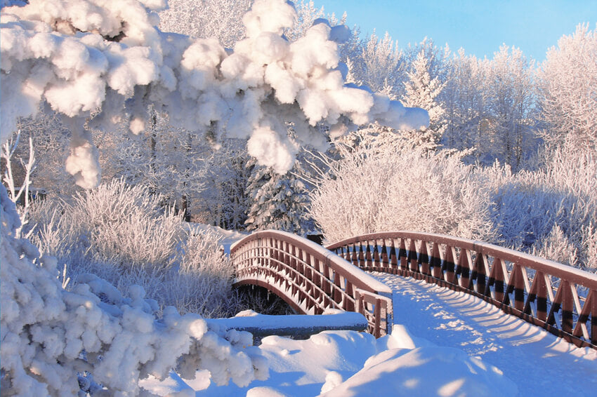 Sfondo Del Ponte Della Foresta Di Pini Con Neve Invernale M11-18