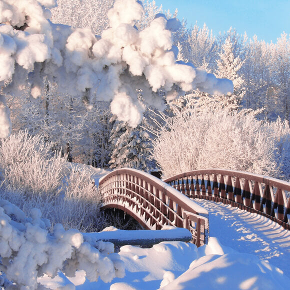 Sfondo Del Ponte Della Foresta Di Pini Con Neve Invernale M11-18