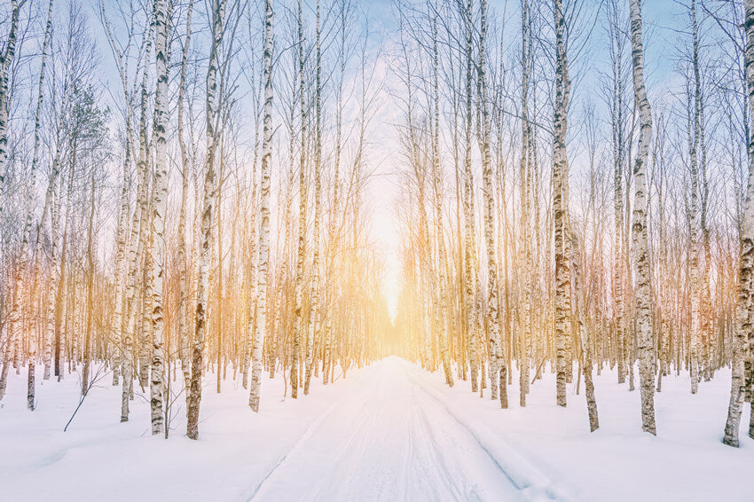Sfondo Del Sole Del Parco Forestale Innevato Invernale M11-47