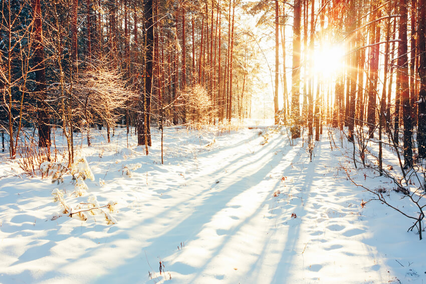 Sentiero Nel Bosco Invernale Luce Solare Sfondo Di Neve M11-64