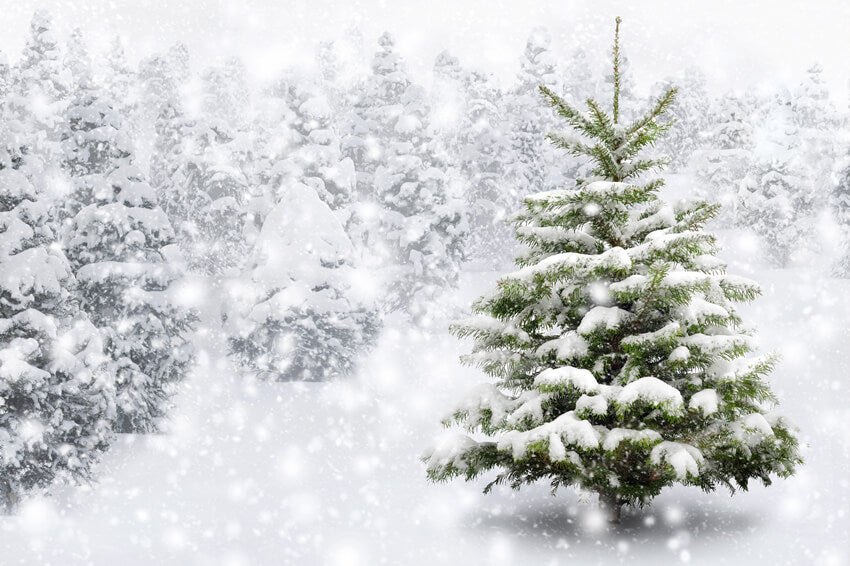 Sfondo Invernale Con Fiocco Di Neve E Pineta M7-26