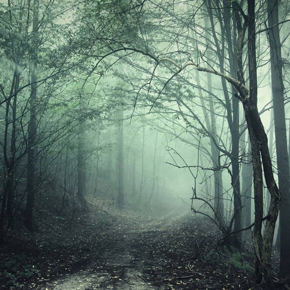 Sfondo Di Halloween Del Sentiero Nebbioso Della Foresta Misteriosa M8-09