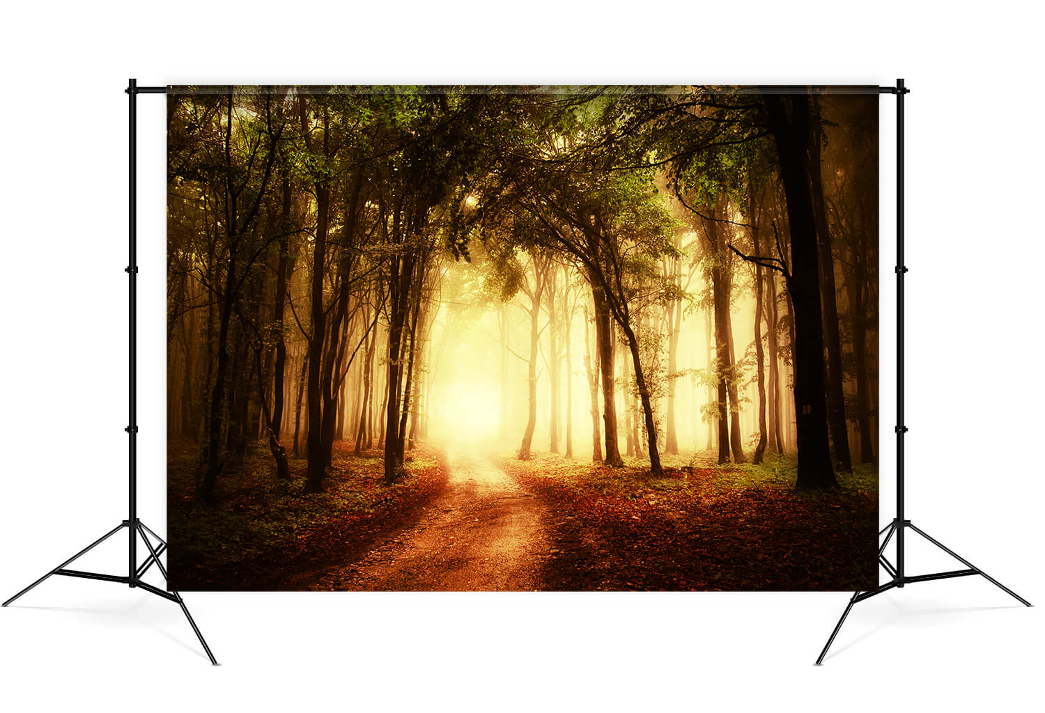 Sfondo Di Paesaggi Forestali Con Sentieri Nebbiosi Autunnali M8-12