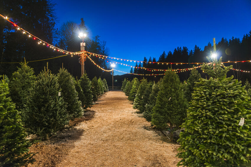 Sfondo Fotografico Notturno Per La Fattoria Dell'Albero Di Natale M8-21