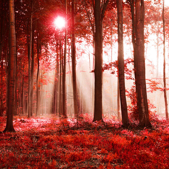 Sfondo Autunnale Del Paesaggio Del Sole Della Foresta Di Aceri M9-33
