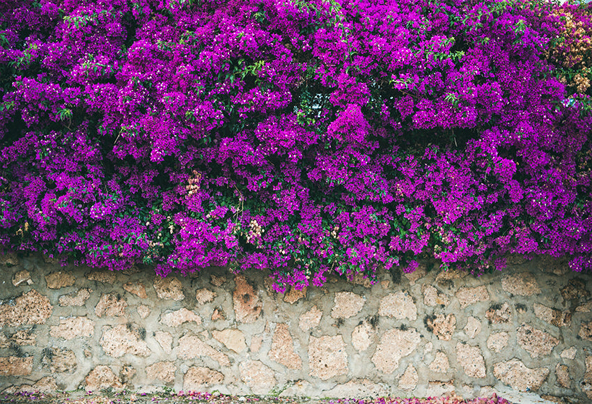 Sfondo Di Fiori Che Sbocciano Viola Del Muro Di Pietra SH-1006
