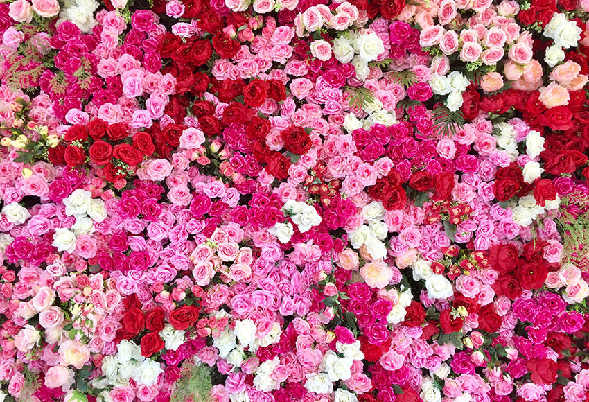 Sfondo Di Rose Colorate Per La Festa Di Nozze SH-1017