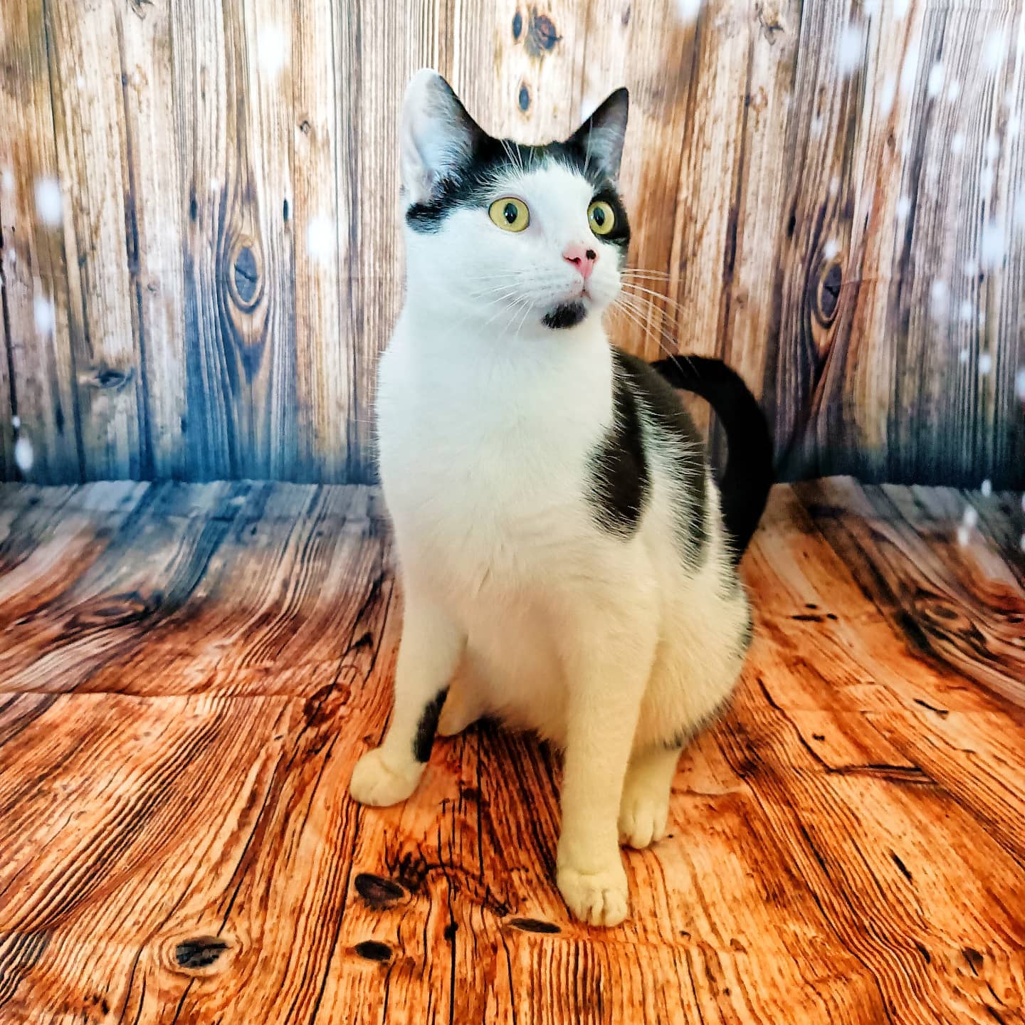 Bellissimo Sfondo Fotografico In Legno Con Fiocchi Di Neve Wy00024